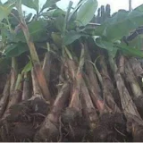 agric produce online